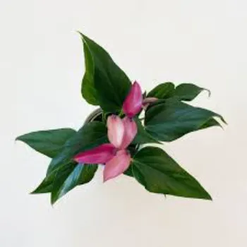 Flamingo Anthurium